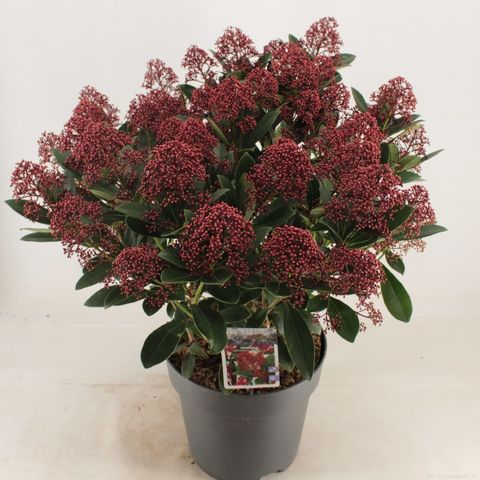 Skimmia japonica 'Rubella'