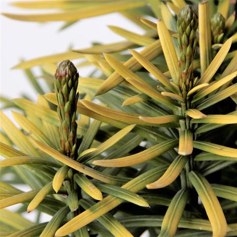 Cephalotaxus harringtonii 'Korean Gold'