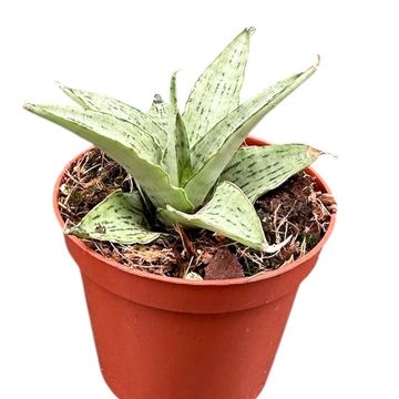 Sansevieria 'Cinta'