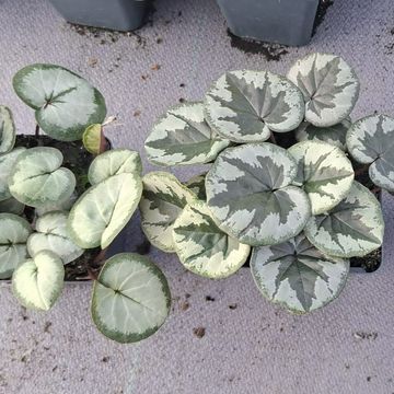 Cyclamen coum XMAS LEAF ROSE