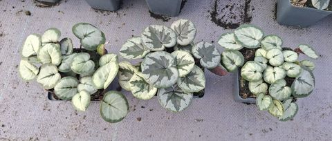 Cyclamen coum XMAS LEAF ROSE