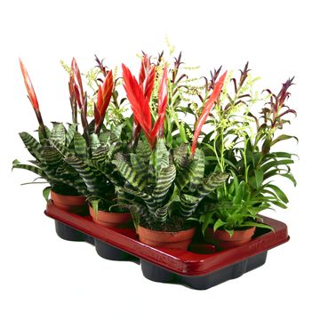 Bromelia MIX