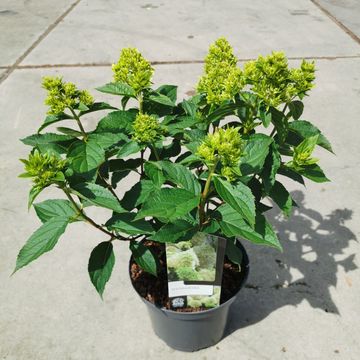Hydrangea paniculata BOBO