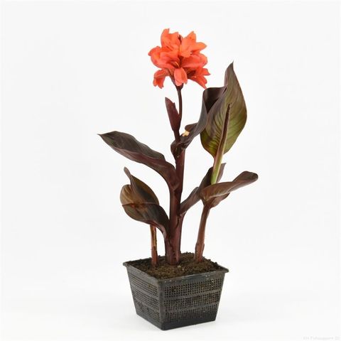Канна 'Cannasol Happy Julia'