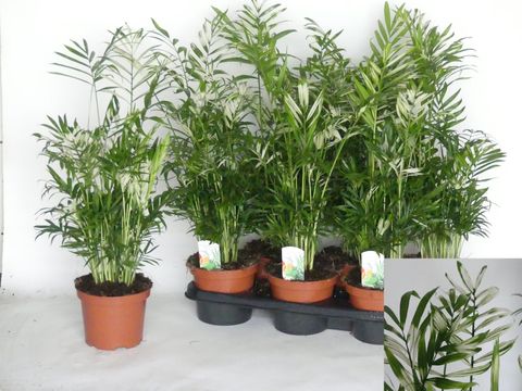 Chamaedorea elegans 'Variegata'