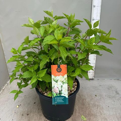 Hydrangea paniculata 'Phantom'