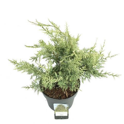 Chamaecyparis lawsoniana 'Luna'