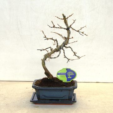 Pseudolarix amabilis