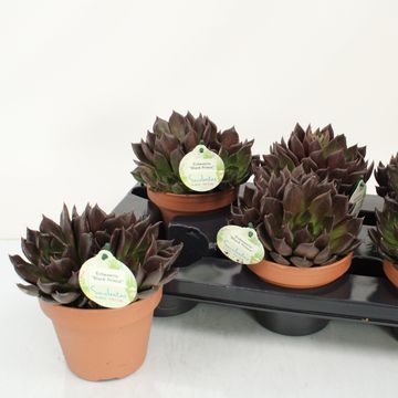 Echeveria 'Black Prince'