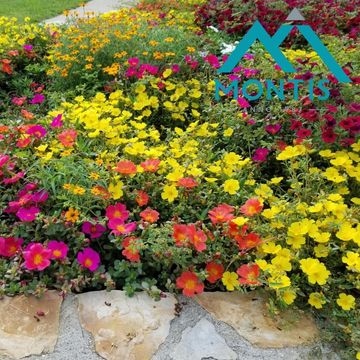 Portulaca MIX IN POT
