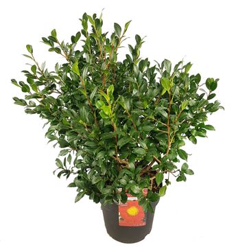 Camellia sasanqua 'Yuletide'