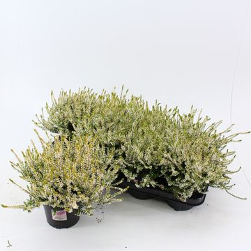 Calluna vulgaris GARDEN GIRLS SANDY