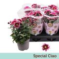 Chrysanthemum CIAO