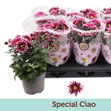 Chrysanthemum CIAO