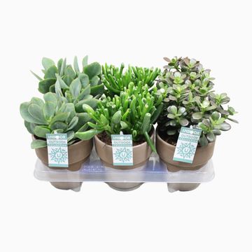 Crassula MIX
