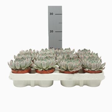 Echeveria cuspidata 'Texensis'