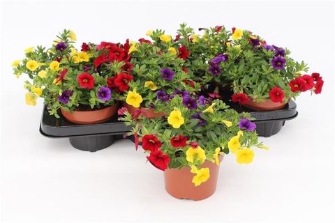 Calibrachoa MIX IN POT