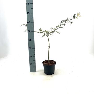 Acer palmatum 'Dissectum'