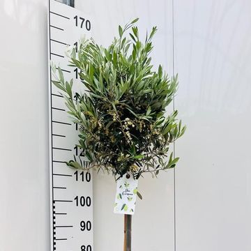 Olea europaea
