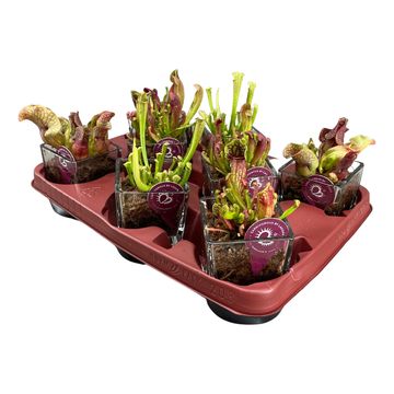 Sarracenia MIX