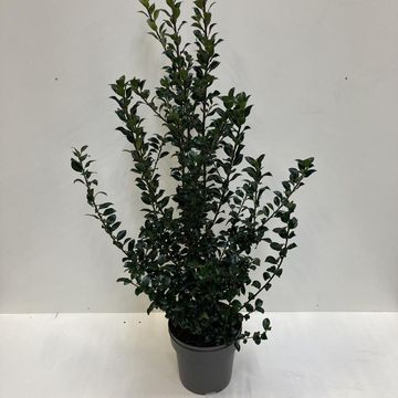Ilex x meserveae HECKENFEE