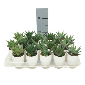 Суккуленты ALOE / HAWORTHIA MIX