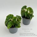 Begonia sp. Kermit