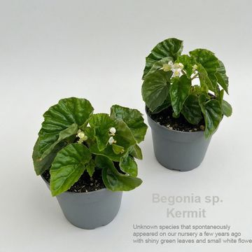 Begonia sp. Kermit
