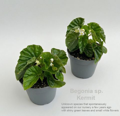 Begonia sp. Kermit