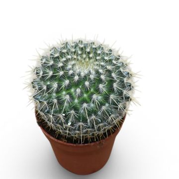 Mammillaria parkinsonii