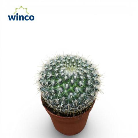 Mammillaria parkinsonii