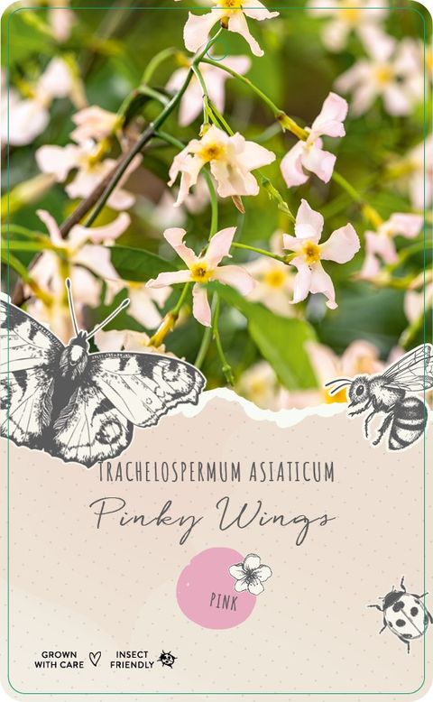 Trachelospermum jasminoides 'Pinky Wings'