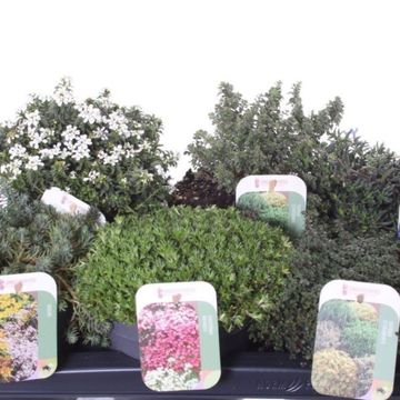 Plantas perenes MIX