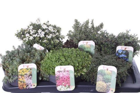 Plantas perenes MIX