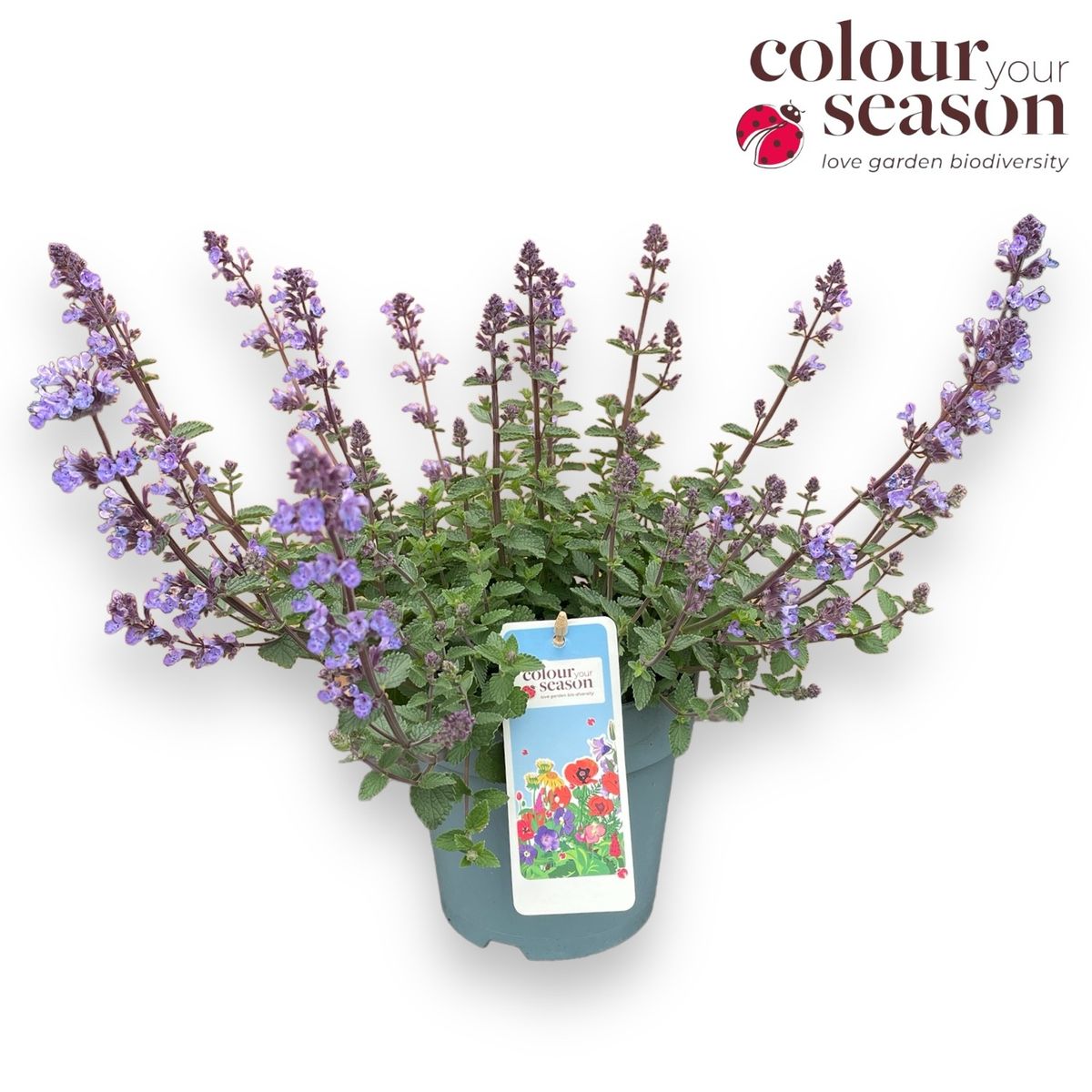 Nepeta 'Cats Pajamas' — Plant Wholesale FlorAccess