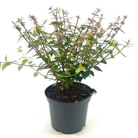 Abelia x grandiflora 'Sherwood'