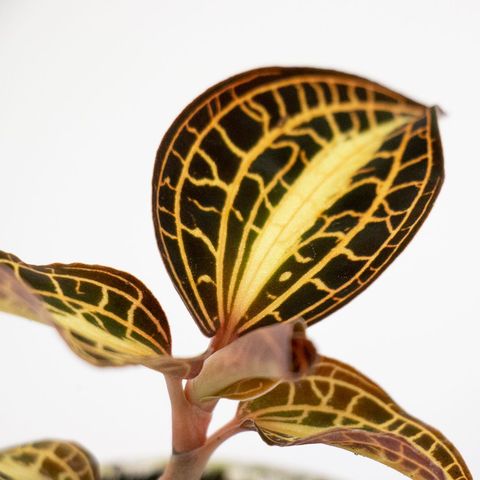 Anoectochilus 'Sunstone'