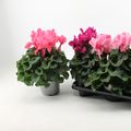Cyclamen persicum SUPER SERIE MAMMOTH MIX