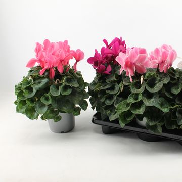 Cyclamen persicum SUPER SERIE MAMMOTH MIX