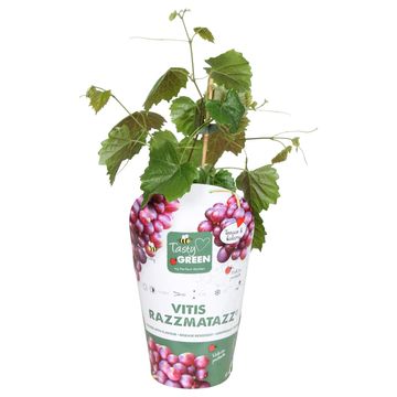Vitis 'RazzMatazz'
