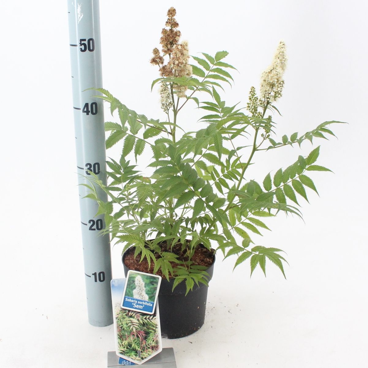 Sorbaria sorbifolia 'Sem' — Plant Wholesale FlorAccess