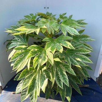 Fatsia japonica 'Spider's Web'