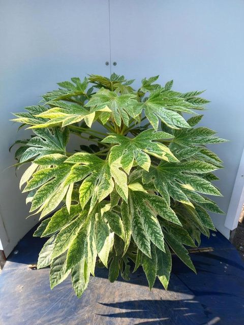 Fatsia japonica 'Spider's Web'