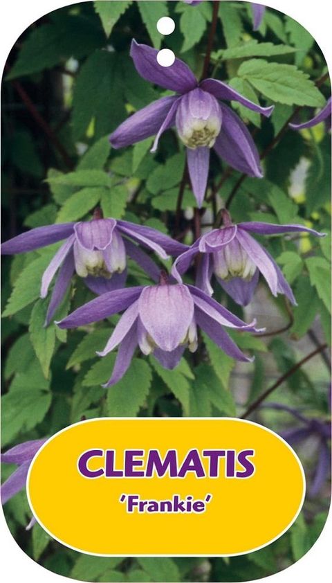 Clematis 'Frankie' (A)