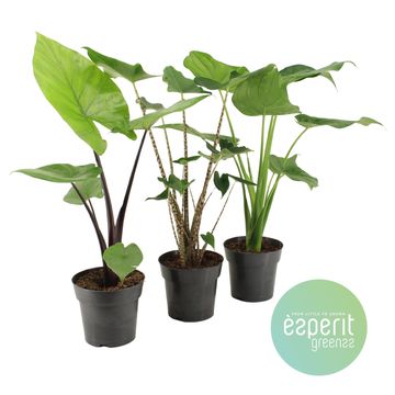 Alocasia MIX