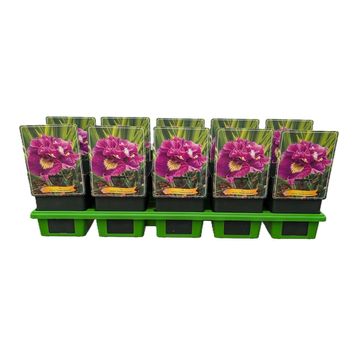 Iris sibirica 'Double Standard'