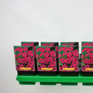 Geranium subcaulescens