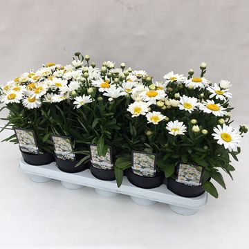 Leucanthemum x superbum 'Snow Lady'