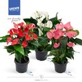 Anthurium MIX