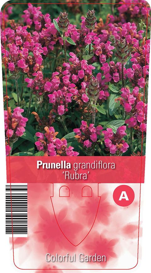 Prunella grandiflora 'Rubra'
